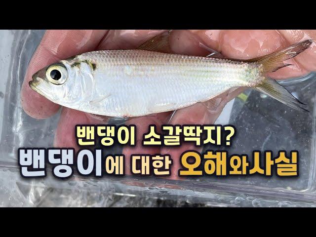 [2분 상식] 밴댕이는 억울하다. 성질이 급해 잡히자마자 죽는다니. 디포리와는 어떤 관계? 밴댕이회는 정말 밴댕이가 맞아? 밴댕이 소갈딱지, 소갈머리는 무슨 뜻?