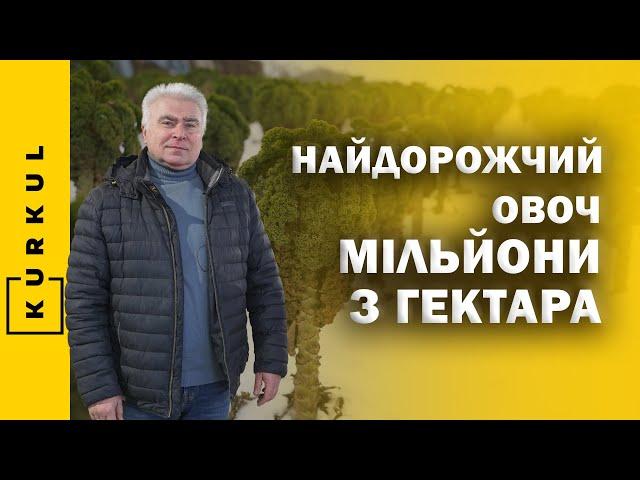 З Австралії в українське село: як в Черкасах вирощують капусту під снігом / Куркуль