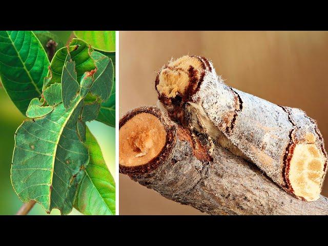 10 Coolest CAMOUFLAGE ANIMALS and Insects