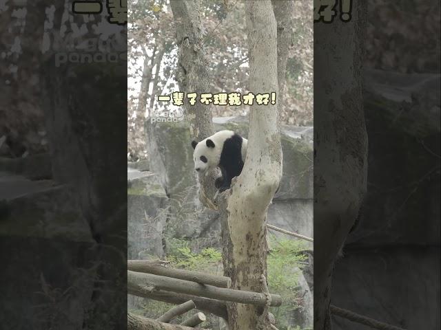 熊熊这么可爱！The panda is so adorable!" #panda #熊猫 #shorts 【欢迎订阅MIGU Panda官方频道】