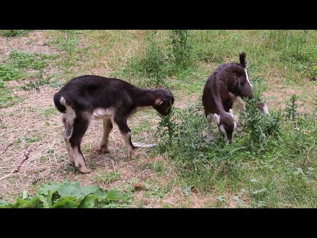 Baby GOATS #BabyGoats #Cute #Animals #Nature #DonValleyVillage #KW #Ontario #CANADA