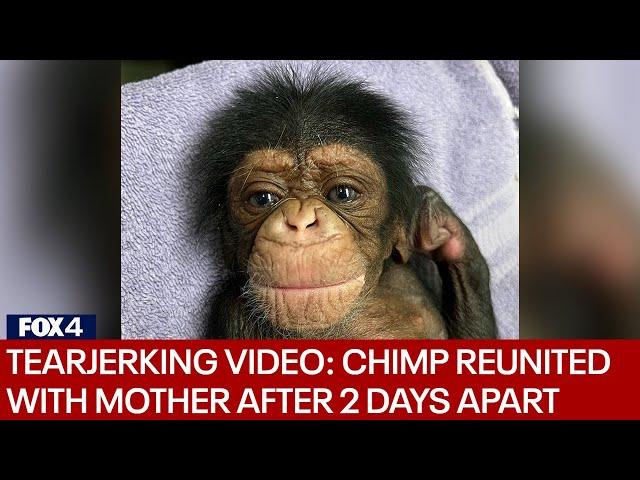 Chimpanzee reunited with newborn baby after nearly 2-day separation