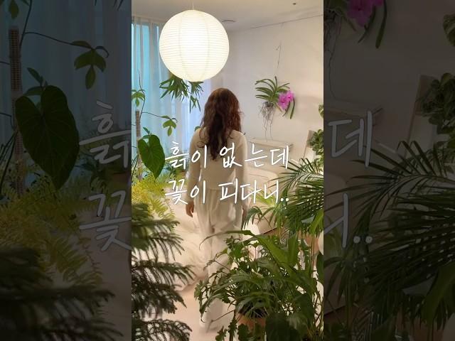 흙이 없는 꽃이 피는 식물이 있다구요 #shorts