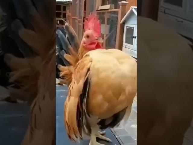 Bodybuilder Chicken #shorts #shortvideo #funny