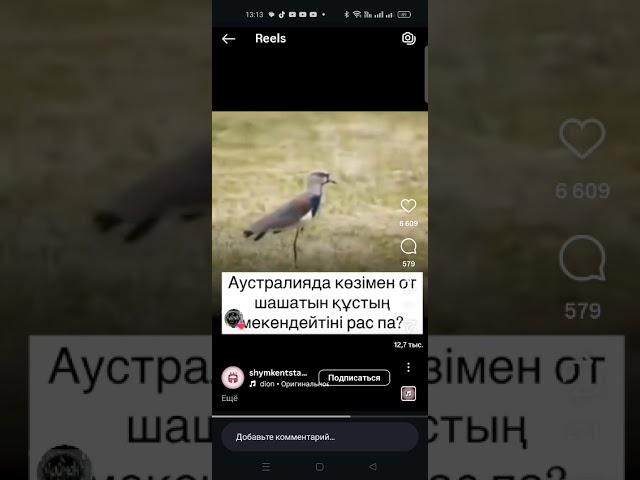 В Австралии этот птица поджигает место, где живет, и если вы ее увидите, немедленно убейте!