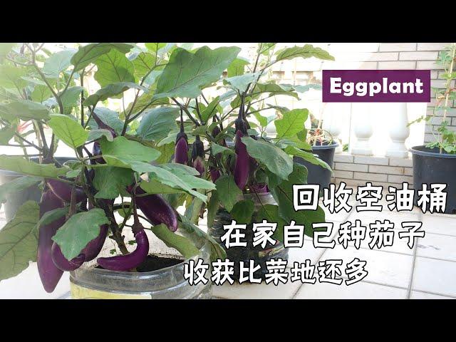 在阳台上，如何用空油桶种植茄子？3个容器收获100多个果实| Recycling plastic bottles to grow eggplant|手把手分享茄子种植全过程