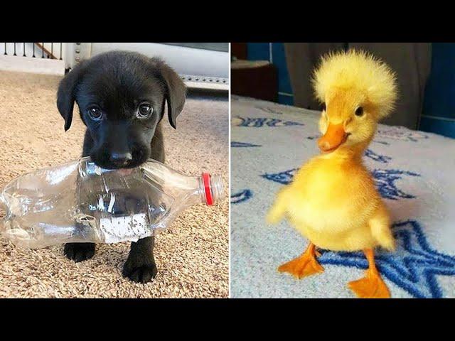 Funniest Animals 2024  Best Funny Cats and Dogs  Part 31 | Cute Baby Dogs