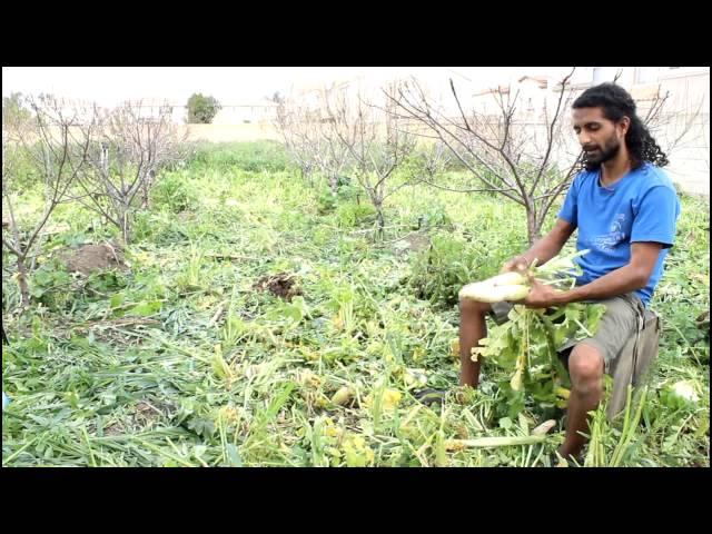 Building Healthy Soil at Sarvodaya Farms