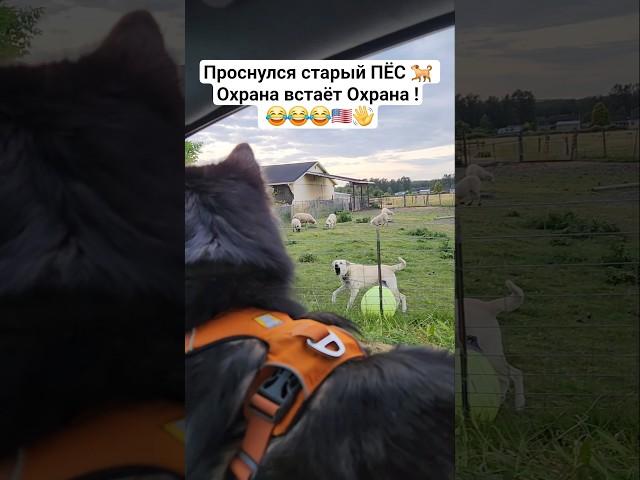 ПОЗИТИВ собака #хаски #shorts #husky #usa #жизньвсша #лошади