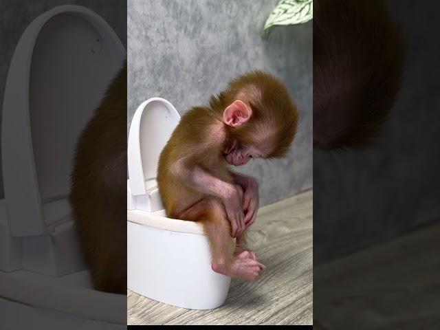 Baby monkey Yumy goes to the toilet @BabyMonkeyYumy e#monkey #animals #monkeybaby #short