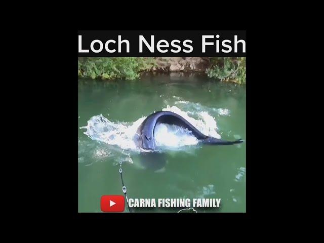 LOCH NESS CATFISH  #fishing #silure #shorts