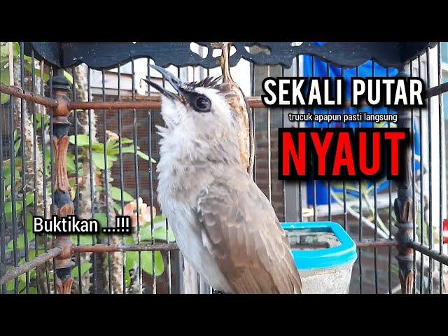 trucukan gacor TARUNG ROPEL PANJANG pancingan trucukan agar bunyi jadikan burung trucuk gacor NYAUT