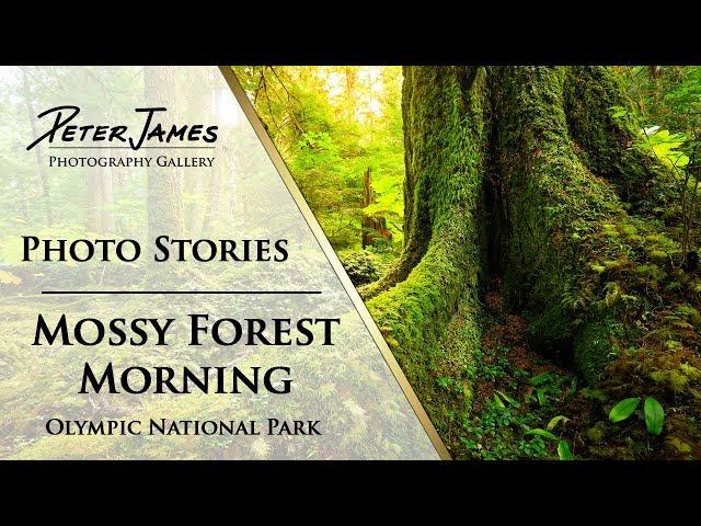 "Mossy Forest Morning" - Landscape Photography Stories