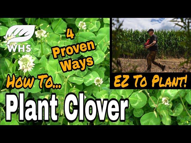 Best Way to Plant Clover