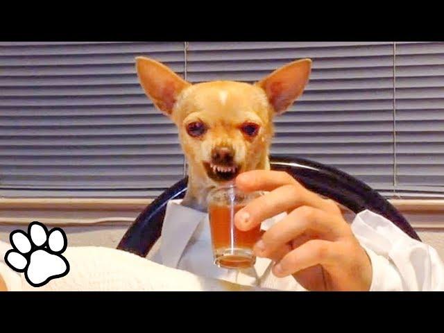 100 Funny Chihuahua Videos | Try Not To Laugh Challenge | That Pet Life