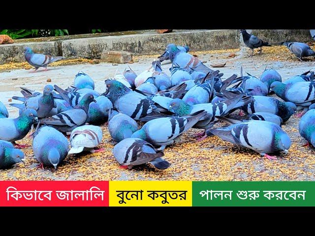 কিভাবে জালালি কবুতর পালন শুরু করবেন | বুনো কবুতর | kobutor