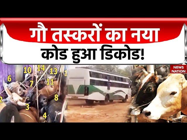 Cow Smuggling News Update: गौ तस्करों का नया कोड हुआ डीकोड, लग्जरी बस में गौ तस्करी का हुआ था खुलासा