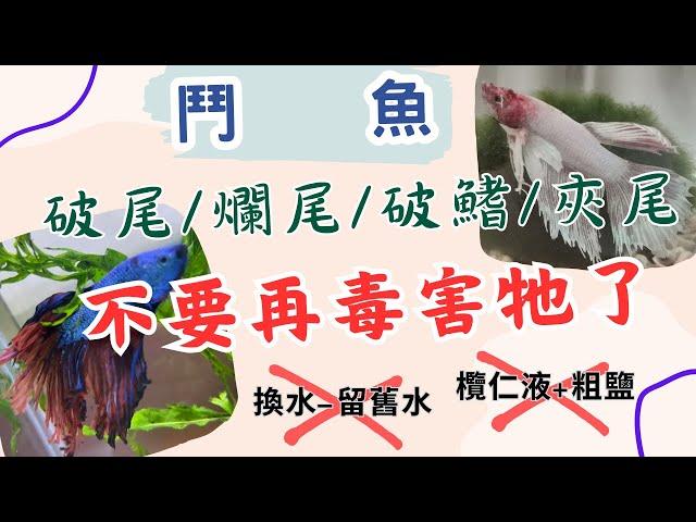 【 鬥魚 】破尾/爛尾/破鰭/夾尾┃不要再欖仁葉液+粗鹽了┃換水不要留舊水了┃愛牠請別毒害牠┃不要在缸裡亂加東西了┃水族-都市傳說