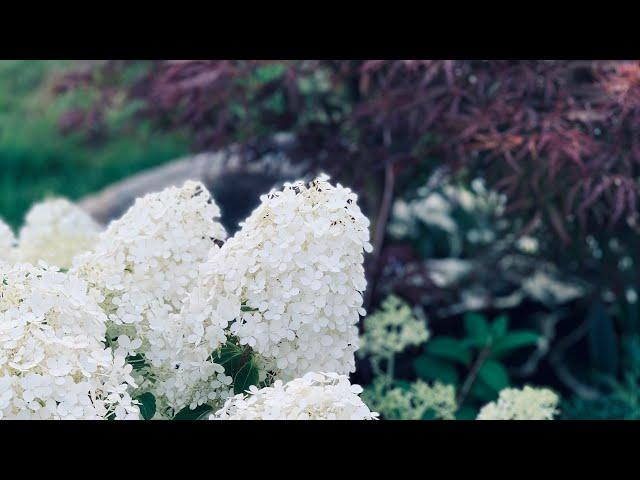 Tracy’s Front Garden Tour - End July, 2020