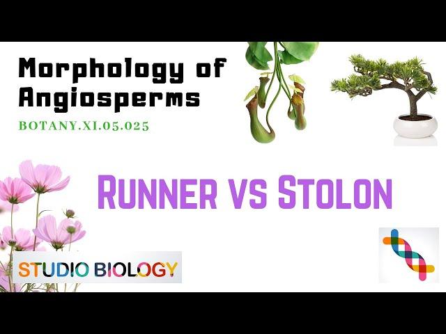 Class 11-Botany Lecture-Discuss The Differences Between Runner And Stolon With Diagram-3.25