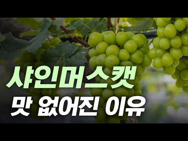 왜 요즘 샤인머스캣은 맛이 없을까?