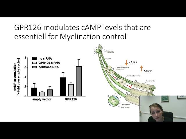 How to Wake a Giant - Concepts of Adhesion GPCR Activation and their Potential Therapeutic...