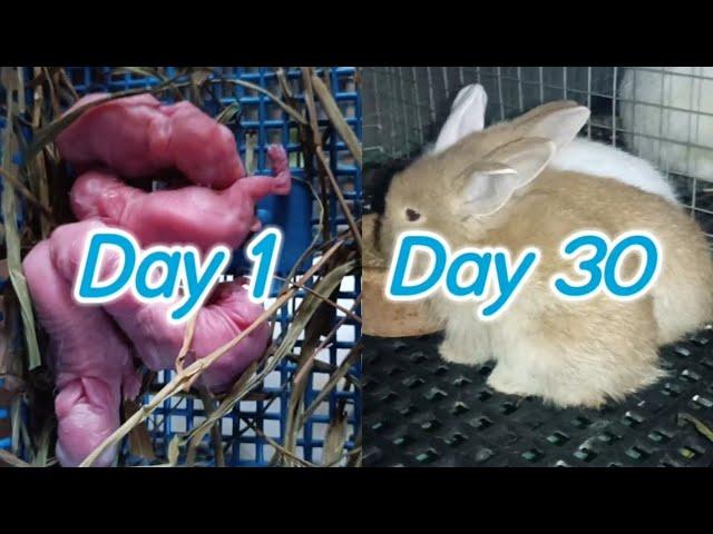 Baby Rabbit | 1 Day to 30 Days Old | Ang cute bilis lumaki.