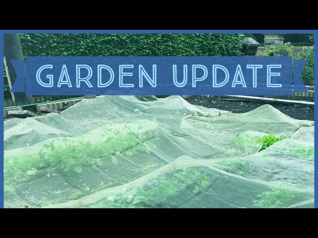 Garden Update plus 'Wild' Strawberries and Fruit Trees | Random With Rachel