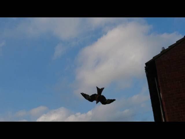 Red Kite dive bombing for food