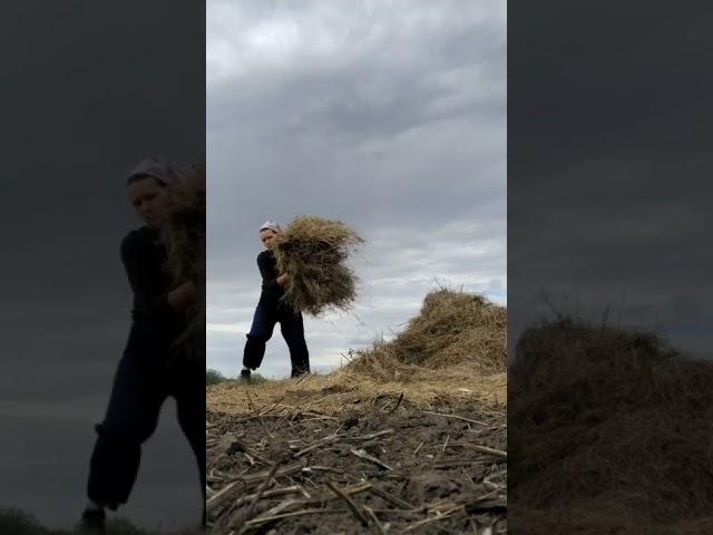 Деревенские дела