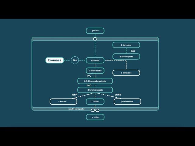 MORFlux - Flux Balance Analysis (FBA) metabolic models in your browser