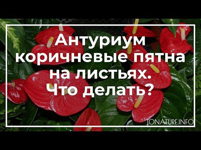 У антуриума коричневые пятна на листьях. Что делать? | toNature.Info