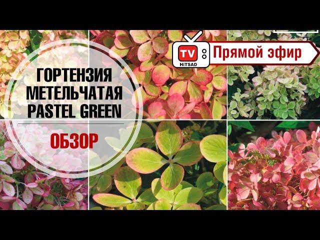 Внимание! Новинка! Гортензия метельчатая Pastel Green  Обзор  hitsadTV