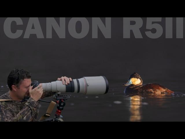 Bird Photography with the Canon R5II