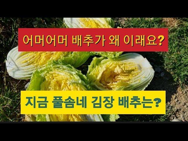 지금 풀솜네 김장 배추는? 배추 속이 왜 이래요?