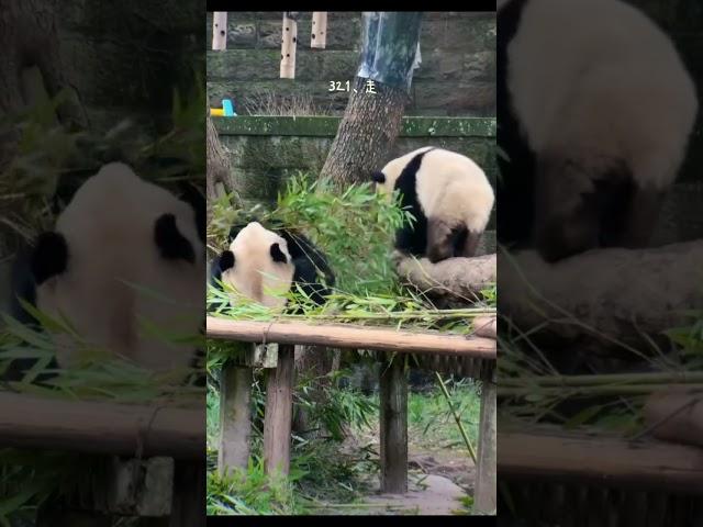 顺妈吃个竹子都要被偷袭！ #panda #大熊貓