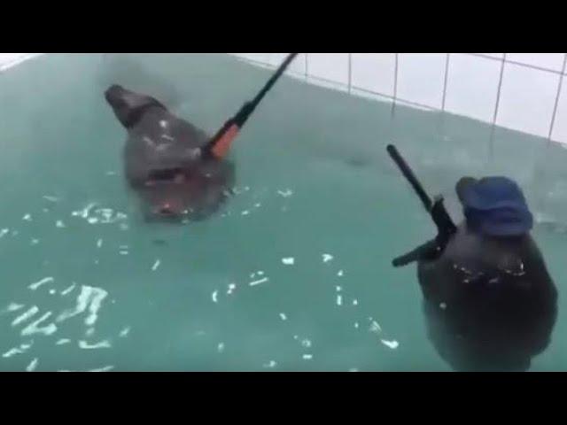 SEALS WITH GUNS??? Clean Try Not To Laugh [Part 2]