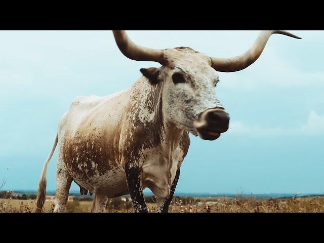 alt-J - Left Hand Free (Official Video)