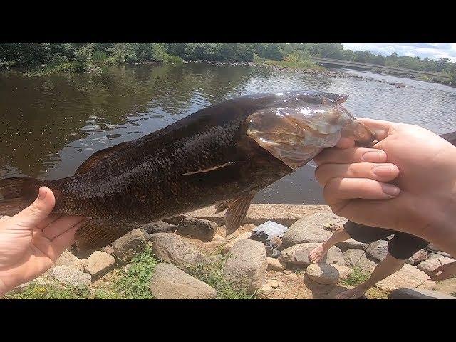 How to catch Smallmouth bass on live minnows + Bonus abnormal fish!