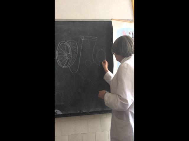 Мужская половая система