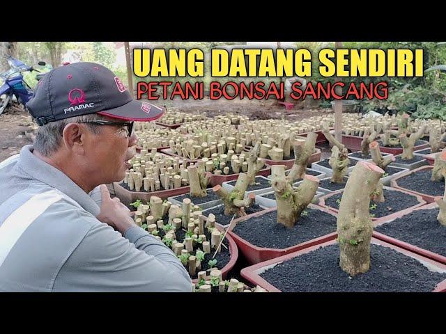 UANG DATANG SENDIRI JIKA BUDIDAYA BONSAI SANCANG KARENA CEPAT SEKALI BANYAK