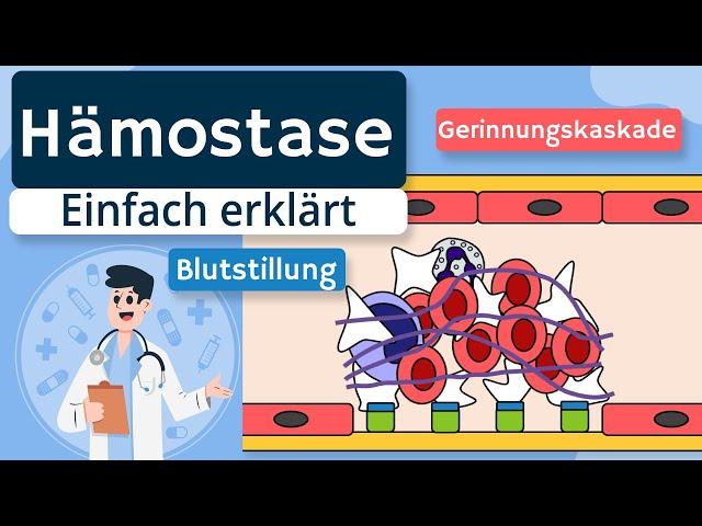 Primäre und sekundäre Hämostase (Blutstillung / Blutgerinnung / Gerinnungskaskade) einfach erklärt