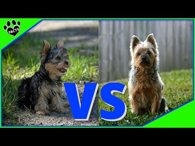 Yorkshire Terrier vs Silky Terrier Which Is Best? Dog vs. Dog