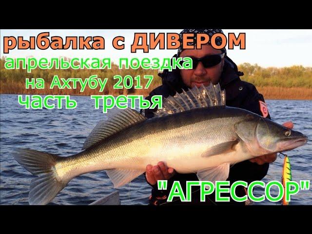 часть 3 воблер АГРЕССОР. Апрельская поездка на Ахтубу, ловля трофейного судака. Рыбалка с ДИВЕРОМ