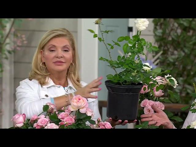 Girl Next Door 1-Piece Scentables Rose Live Plants on QVC