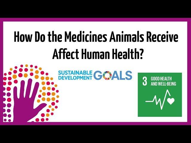 How Do The Medicines Animals Receive Affect Human Health?