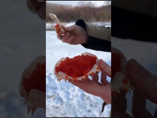 Жизнь Камчатских енотов- крабоедов 