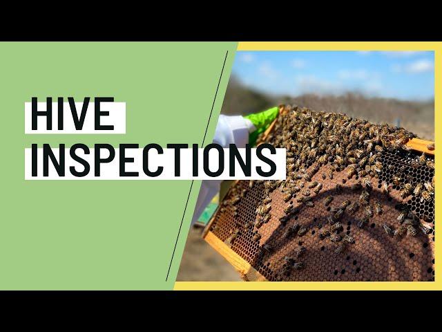 Hive Inspections w/ Prime Bees Apiary