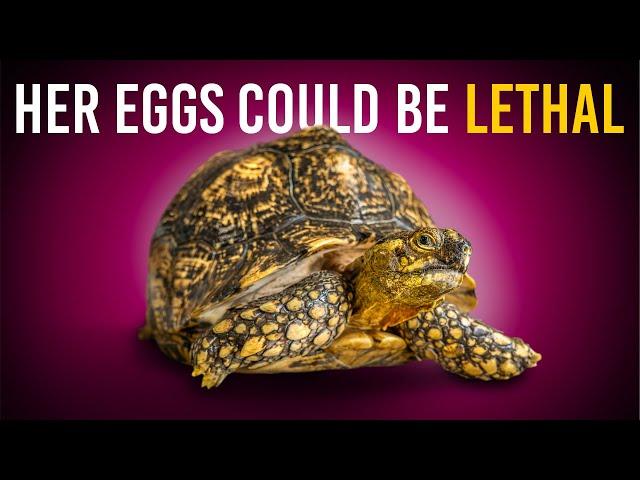 Saving a Giant Tortoise from Her Own Eggs?! + more