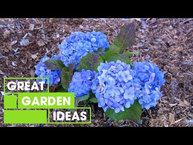 How to Care for Hydrangeas | Garden | Great Home Ideas